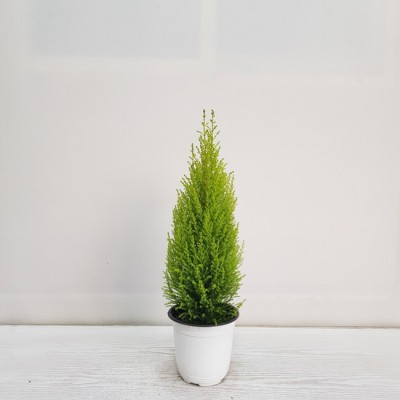 율마겨울과 함께하는 따뜻한 겨울나기🎄